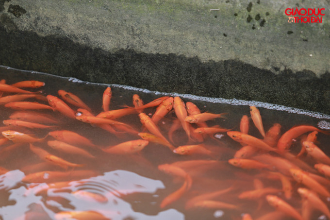 Anh Luật chia sẻ, việc nuôi cá chép đỏ khá dễ, chờ đến ngày thu hoạch. Người dân chỉ cần cho ăn một ngày 2 lần bằng cám công nghiệp hoặc phụ phẩm nông nghiệp như rau già, bèo tấm.