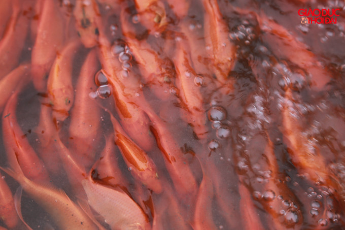 Thông thường cá giống sẽ được tiến hành nuôi từ hồi giữa năm, người nuôi cá chăm sóc sao cho đến khi cá thu hoạch có kích cỡ khoảng 3 ngón tay là vừa đẹp.