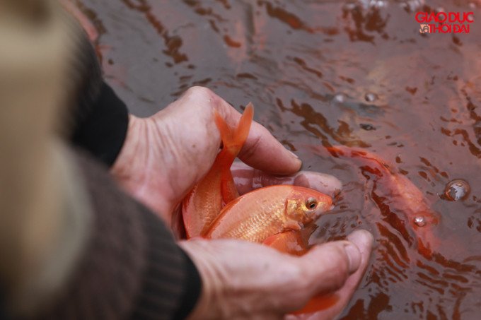 Sau khi được đưa ra khỏi ao, cá chép đỏ sẽ được phân thành 2 loại, là 40 con/kg và loại 50 - 60 con/kg.