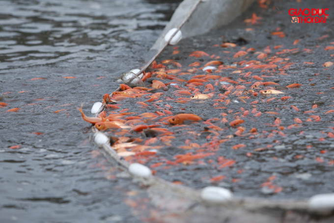 Nghề nuôi cá chép đỏ ở làng Thuỷ Trầm có từ lâu, từ những năm 1960, xuất phát từ những xã viên hợp tác xã đi vớt trứng cá ngoài sông, khi trứng nở họ đã chọn lọc những con cá đỏ nhất, cho sinh sản qua nhiều thế hệ.