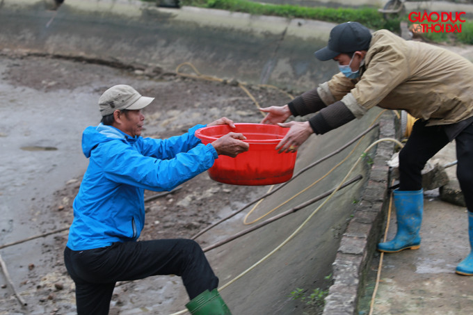 Giá cá mua tại ao giảm mạnh, chỉ còn 50.000 - 60.000 đồng/kg trong khi những năm trước, giá sản phẩm này những năm trước là 70.000 đồng/kg, có lúc lên đến 120.000 đồng/kg.