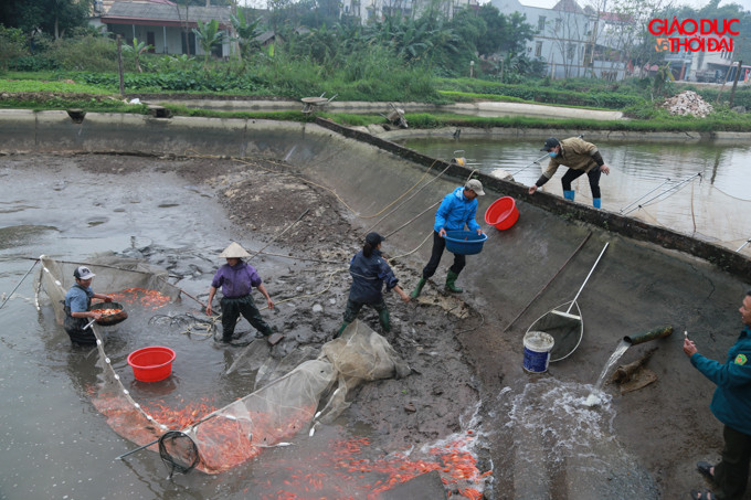 Theo người dân ở đây cho biết, diện tích nuôi cá của làng là 30 ha với hàng trăm hộ dân. Mỗi đợt cung ứng ra thị trường khoảng 50 tấn cá.