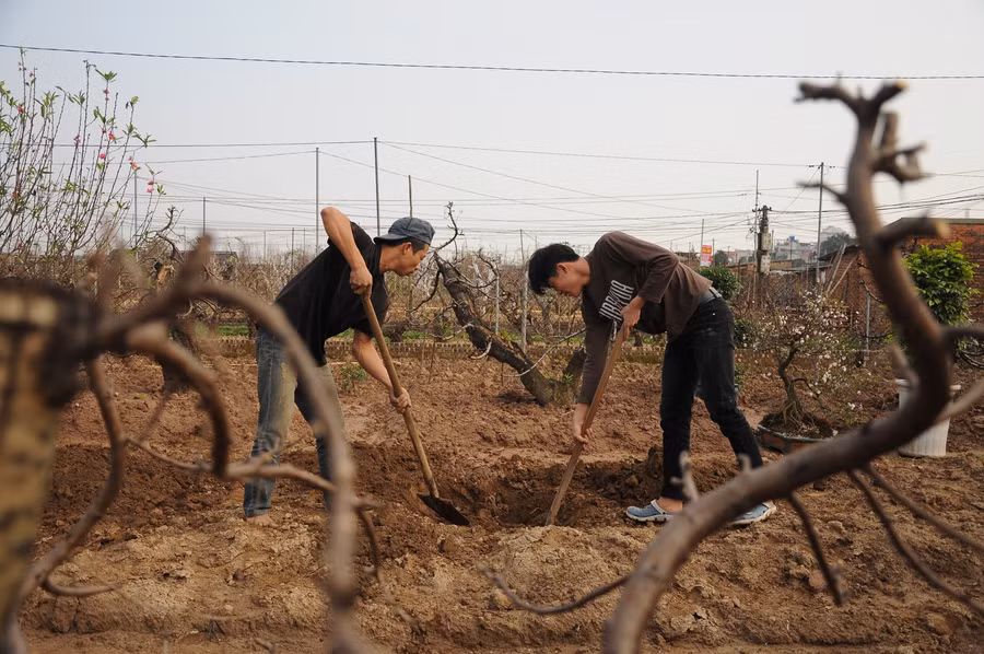 Vườn đào Nhật Tân tất bật đón những đào ‘hồi hương’ ảnh 7