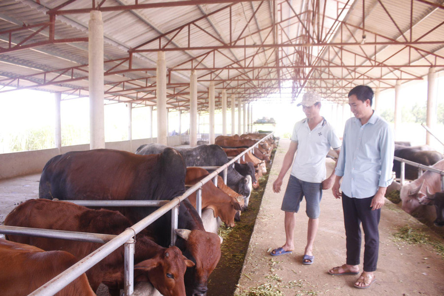 Mô hình chăn nuôi trâu, bò của hội viên nông dân bản Sen Đông đang phát triển tốt. Mô hình chăn nuôi trâu, bò của hội viên nông dân bản Sen Đông đang phát triển tốt.