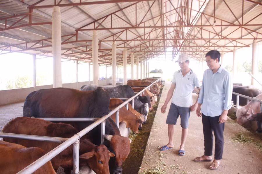 Mô hình chăn nuôi trâu, bò của hội viên nông dân bản Sen Đông đang phát triển tốt.