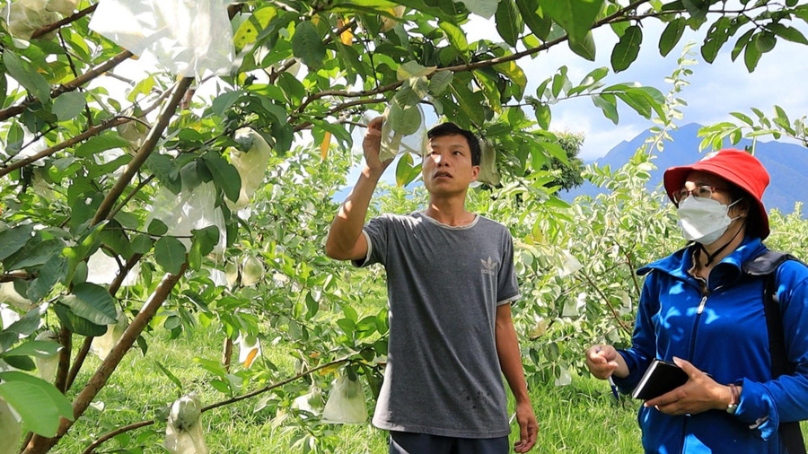 Anh Phan Thanh Quang – tổ dân phố 5, thị trấn Tân Uyên, huyện Tân Uyên chia sẻ kinh nghiệm chăm sóc ổi đạt chuẩn OCOP 3 sao. Anh Phan Thanh Quang – tổ dân phố 5, thị trấn Tân Uyên, huyện Tân Uyên chia sẻ kinh nghiệm chăm sóc ổi đạt chuẩn OCOP 3 sao.