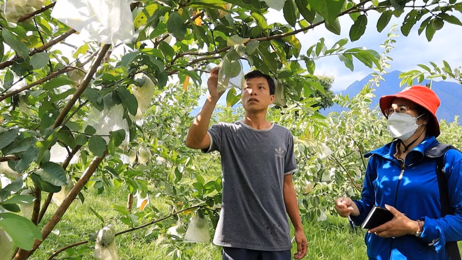 Anh Phan Thanh Quang – tổ dân phố 5, thị trấn Tân Uyên, huyện Tân Uyên chia sẻ kinh nghiệm chăm sóc ổi đạt chuẩn OCOP 3 sao.