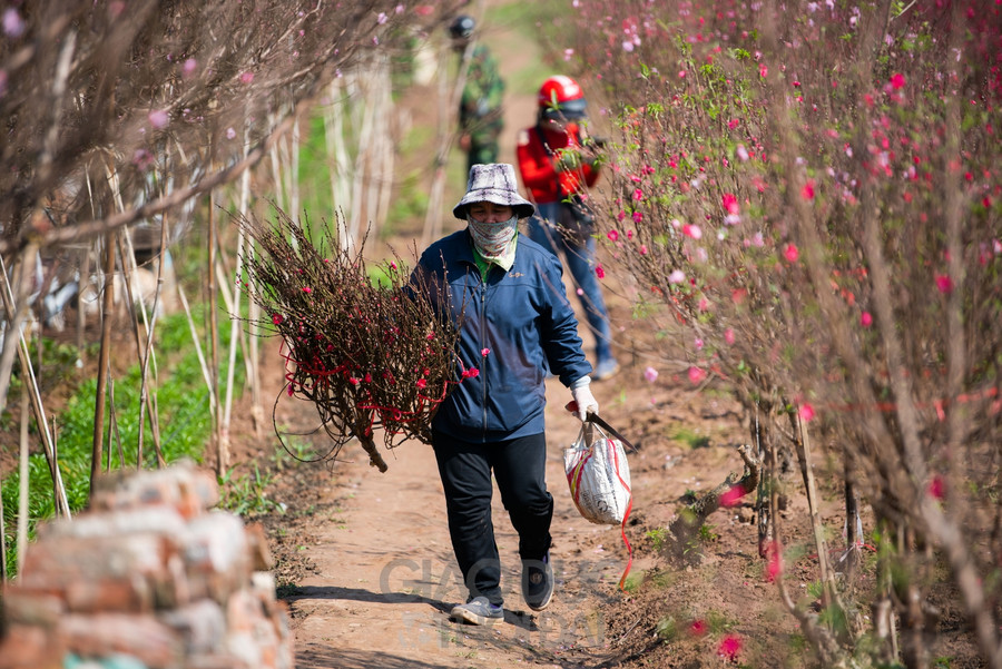 Đào Nhật Tân bung nở nhuộm đỏ một góc trời Hà Nội ảnh 11 Đào Nhật Tân bung nở nhuộm đỏ một góc trời Hà Nội ảnh 11