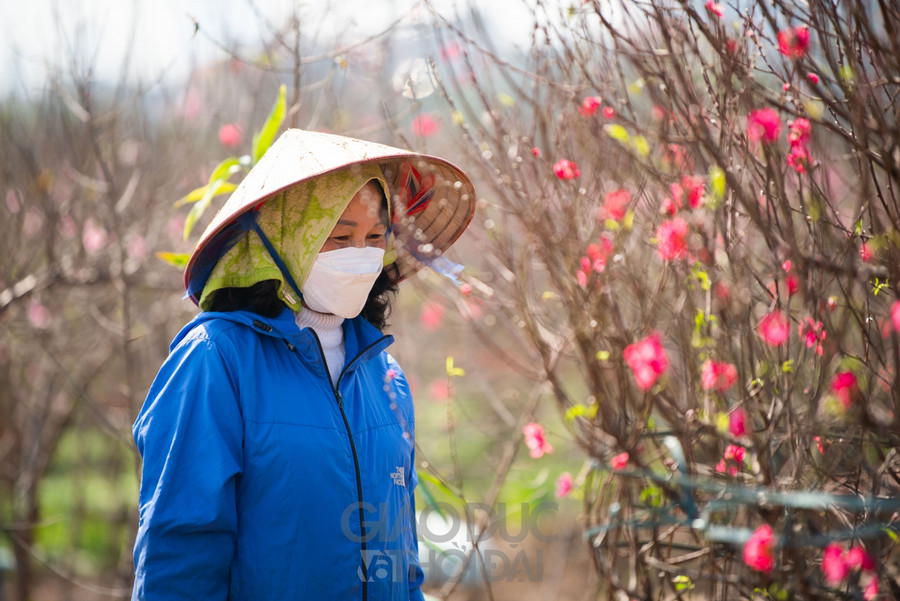 Những người nông dân tại đây cũng tất bật hơn, cắt cành cho các thương lái, chuyển cây vào chậu để cho khách. Những người nông dân tại đây cũng tất bật hơn, cắt cành cho các thương lái, chuyển cây vào chậu để cho khách.