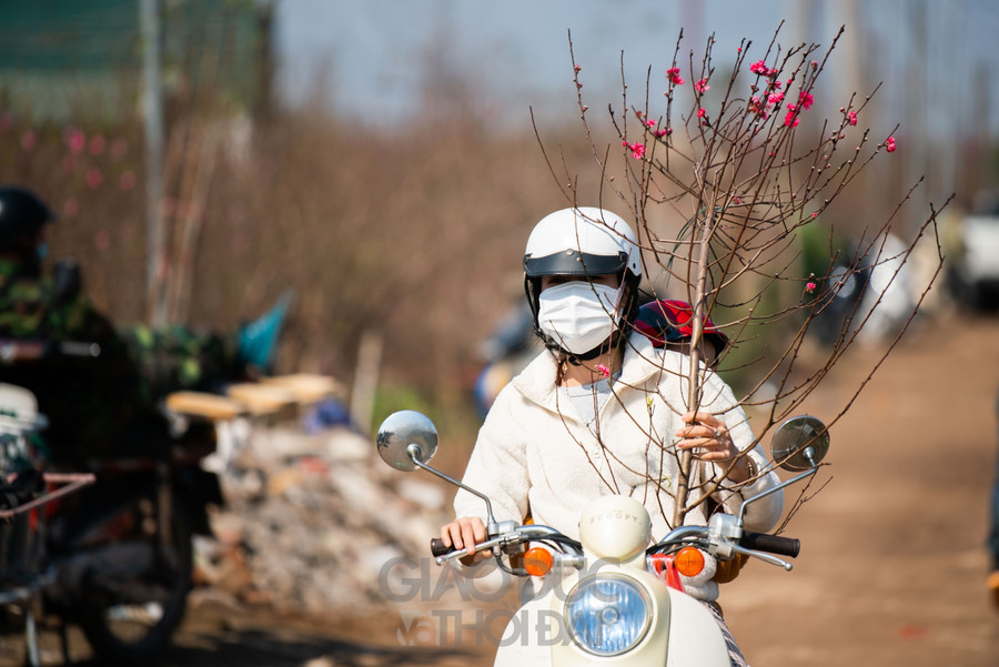 Đào Nhật Tân bung nở nhuộm đỏ một góc trời Hà Nội ảnh 21 Đào Nhật Tân bung nở nhuộm đỏ một góc trời Hà Nội ảnh 21