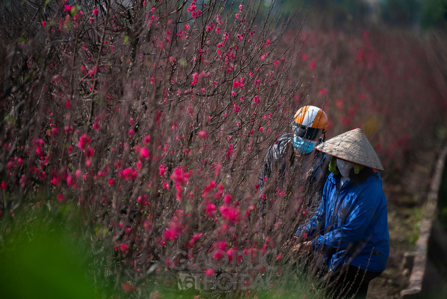 Đào Nhật Tân bung nở nhuộm đỏ một góc trời Hà Nội ảnh 16 Đào Nhật Tân bung nở nhuộm đỏ một góc trời Hà Nội ảnh 16