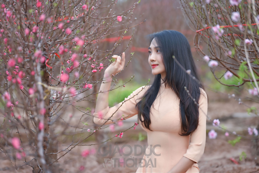 Đào Nhật Tân bung nở nhuộm đỏ một góc trời Hà Nội ảnh 25 Đào Nhật Tân bung nở nhuộm đỏ một góc trời Hà Nội ảnh 25