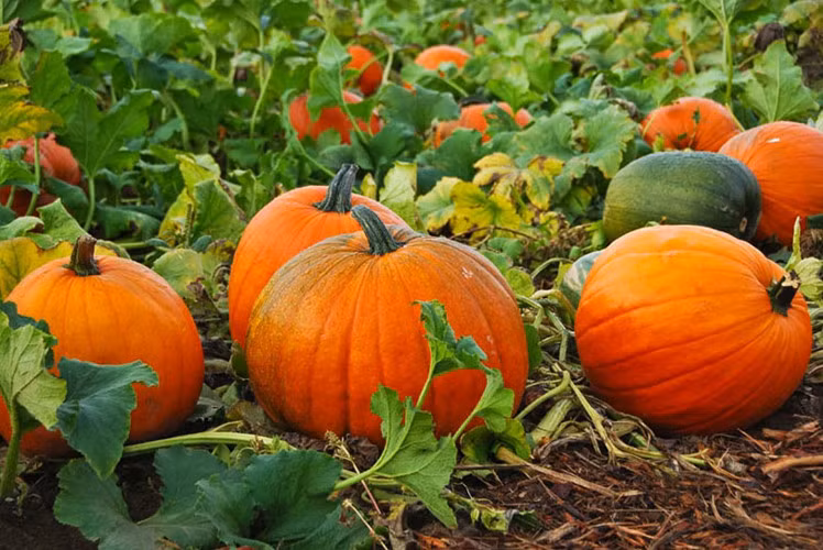 Siêu thực phẩm cho bệnh nhân tiểu đường