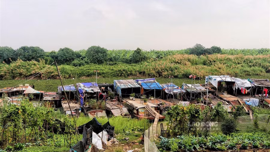 Một góc bãi giữa sông Hồng. Ảnh: Lao Động