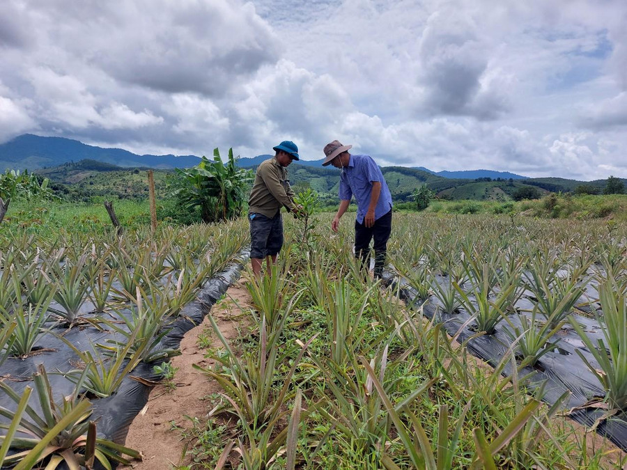 Người dân trồng dứa xen canh cây mắc ca để phát triển kinh tế. Người dân trồng dứa xen canh cây mắc ca để phát triển kinh tế.