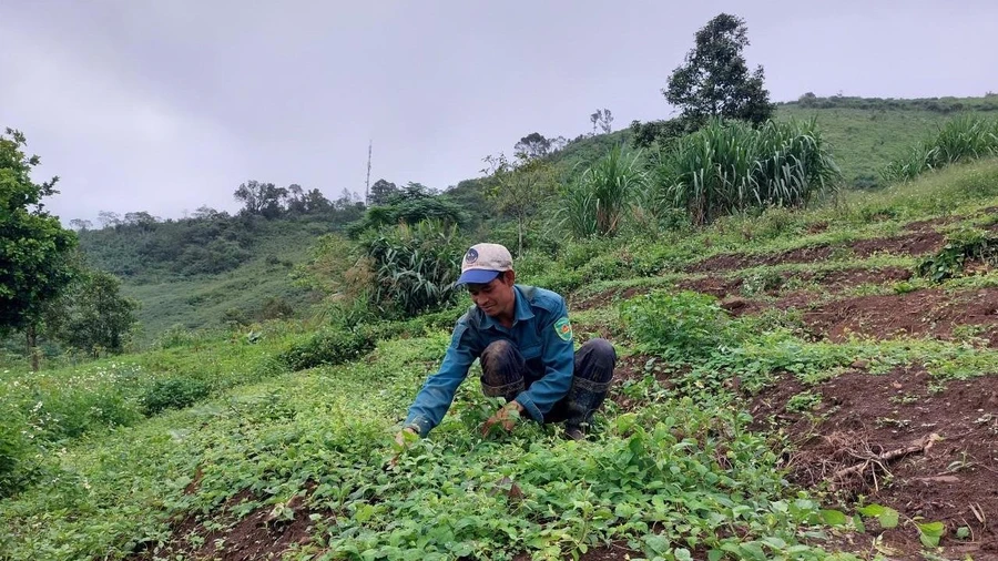 Người dân xã Đăk Trăm chuyển đổi từ trồng mì sang sâm dây.