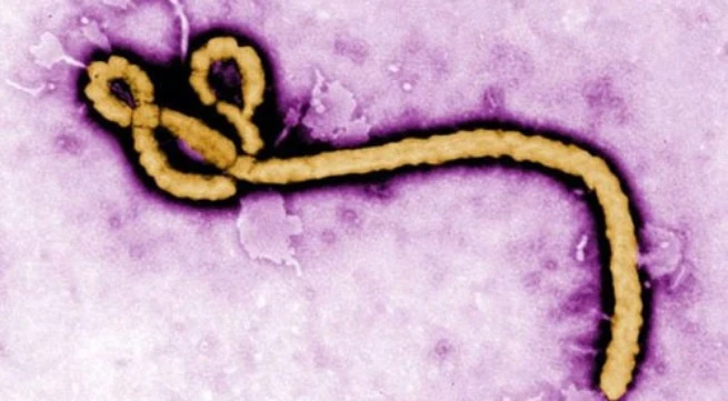 Ebola lây qua đường tình dục