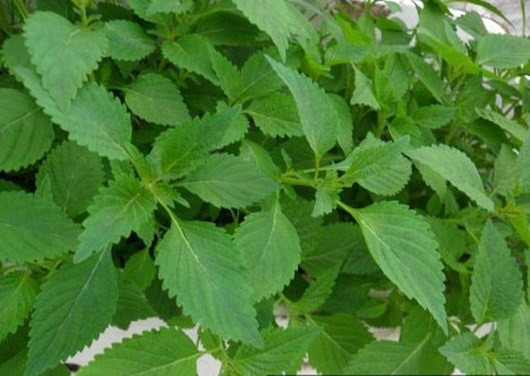 Rau kinh giới chữa cảm cúm hiệu quả.