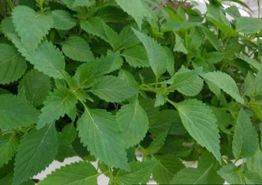 Rau kinh giới chữa cảm cúm hiệu quả.