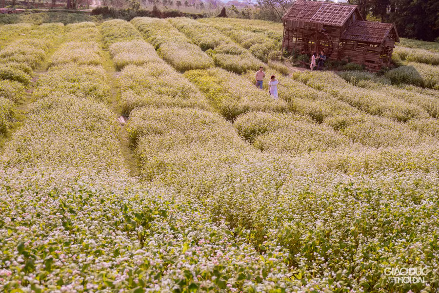 Với cánh đồng bạt ngàn hoa tam giác mạch, các bạn trẻ thỏa sức tạo dáng qua ống kính nhiếp ảnh.