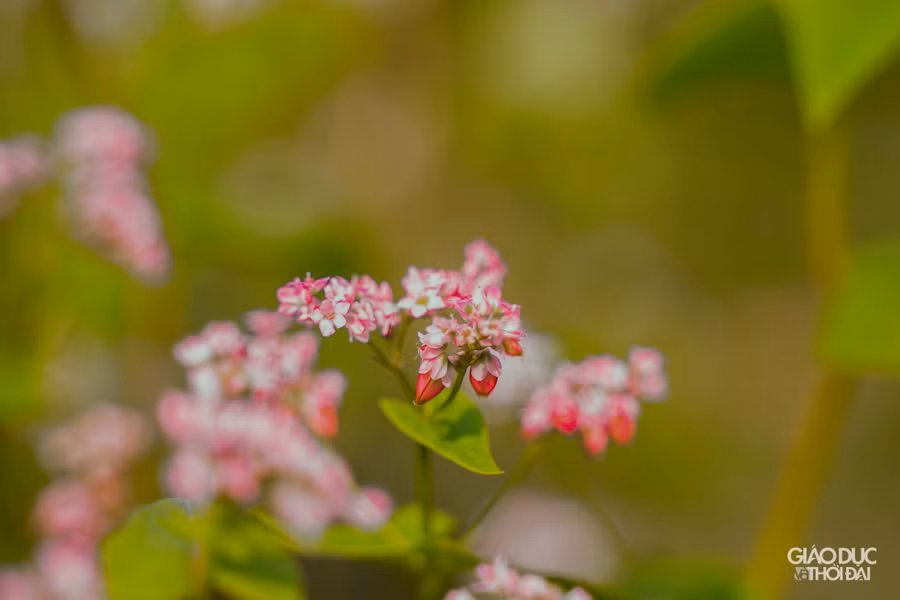 Loài hoa vùng cao nguyên đá này đã trở thành biểu tượng du lịch của Hà Giang.