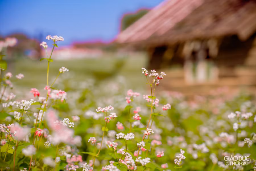 Tam giác mạch hay kiều mạch, lúa mạch đen (tiếng Anh là buckwheat) được trồng ở vùng núi cao phía Bắc Việt Nam. Loại cây này thuộc họ đậu (Fabaceae), cánh hoa chụm lại với nhau thành hình chóp, ở giữa là hạt mạch.