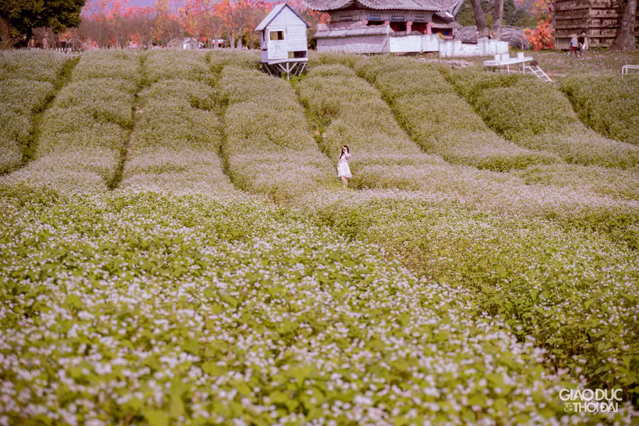 Hoa tam giác mạch tại đây được trồng theo triền đồi, tạo nên một khung cảnh rất giống tại Hà Giang.