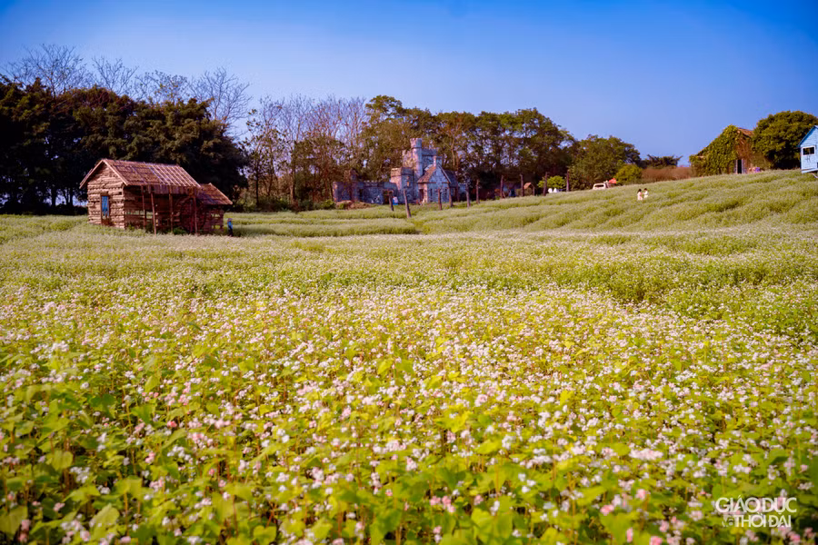 Hoa tam giác mạch tại đây có vòng đời khoảng 14 ngày, từ khi gieo hạt đến khi ra hoa mất khoảng 2 tháng.