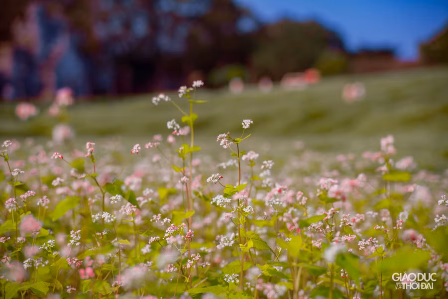 Nếu như trước đây cứ phải đợi đến tháng 11 và đi đến tận Hà Giang để ngắm tam giác mạch thì những ngày đầu tháng 3 nhiều bạn trẻ khá bất ngờ khi giữa lòng Thủ đô xuất hiện một cánh đồng bạt ngàn loài hoa này.