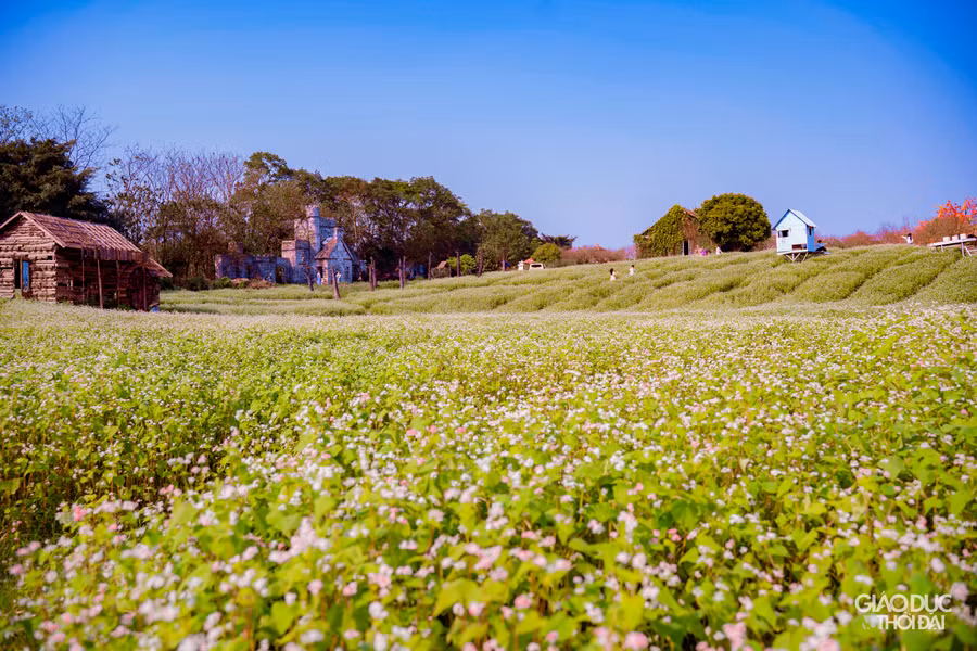 Những người làm vườn tại nơi đây đã ươm trồng được diện tích khoảng 1 ha loài hoa của cao nguyên đá để có thể nở trái mùa.