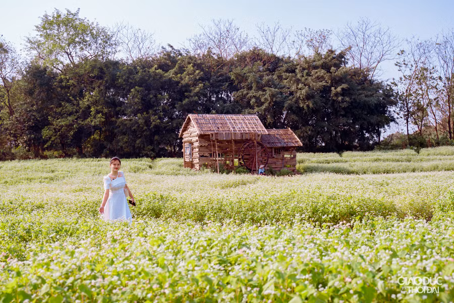 Loài hoa có nguồn gốc từ cao nguyên đá Đồng Văn (Hà Giang) phát triển khá tốt khi được trồng ở Hà Nội.
