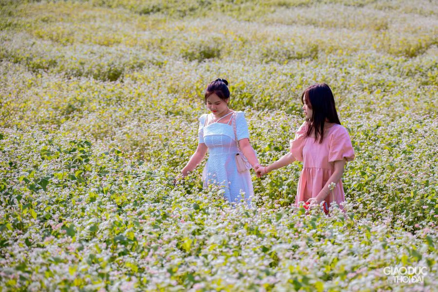 Hoa tam giác mạch mới nở có màu trắng, sau chuyển qua hồng nhạt và đến tím trước khi tạo hạt.