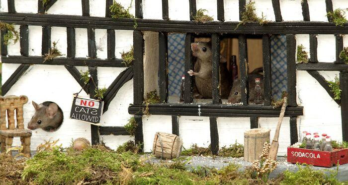 Căn nhà được treo biển báo cấm mèo xâm phạm. Ảnh: Simon Dell. Căn nhà được treo biển báo cấm mèo xâm phạm. Ảnh: Simon Dell.