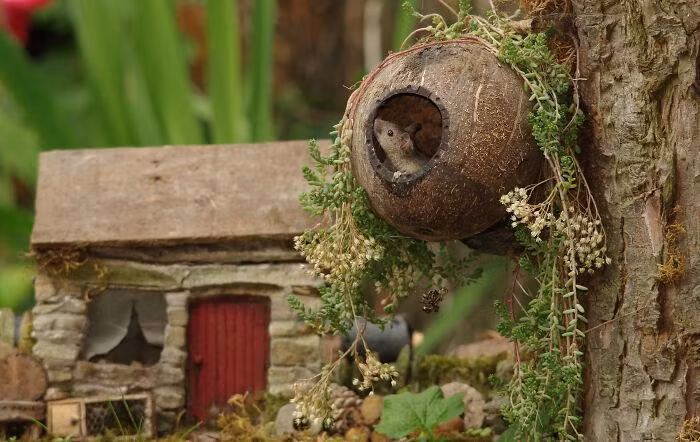 Từ gáo dừa già, Simon Dell tạo nên một ngôi nhà trên cây. Ảnh: Simon Dell.