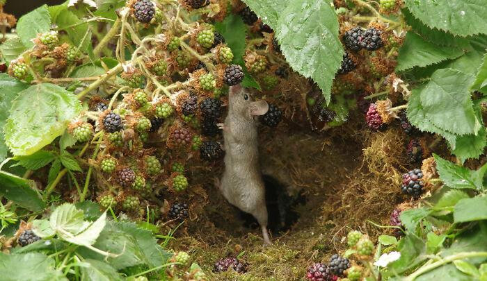 Chú chuột đang cố gắng lấy những quả mâm xôi đen. Ảnh: Simon Dell. Chú chuột đang cố gắng lấy những quả mâm xôi đen. Ảnh: Simon Dell.