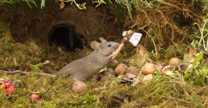 Đây là cách chuột đập vỡ vỏ những quả phỉ. Ảnh: Simon Dell.