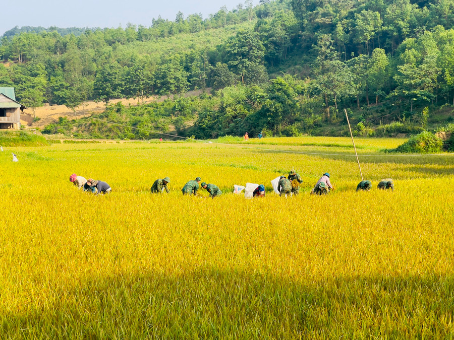 Các cán bộ, chiến sĩ Đồn Biên phòng Hướng Lập đã triển khai lực lượng hỗ trợ gia đình ông Hồ Văn Bài (thôn A Xóc-Cha Lỳ, xã Hướng Lập) thu hoạch 5 sào lúa. Các cán bộ, chiến sĩ Đồn Biên phòng Hướng Lập đã triển khai lực lượng hỗ trợ gia đình ông Hồ Văn Bài (thôn A Xóc-Cha Lỳ, xã Hướng Lập) thu hoạch 5 sào lúa.