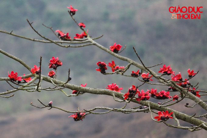 Mộng mơ và trữ tình, huyền diệu và kỳ ảo... chính là cảm xúc bất cứ ai đặt chân đến cao nguyên đá Hà Giang thời điểm này được cảm nhận.