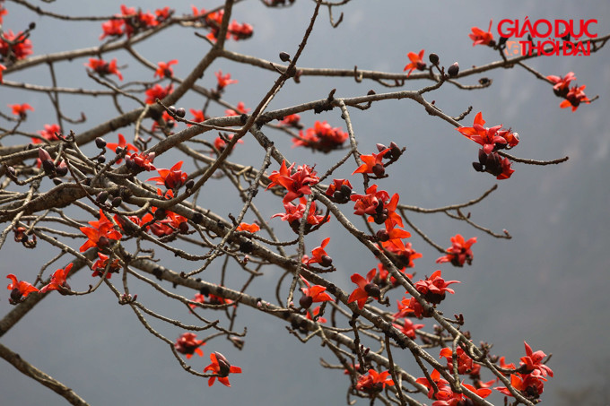 Những cánh hoa gạo đỏ rực như giục giã họ cày cuốc, phát cỏ làm nương để chuẩn bị gieo trồng vụ mùa.