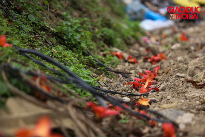 Trẻ em nơi đây rất thích thú khi được chạy nhảy tung tăng dưới gốc gạo, nhặt hoa chơi rồi đem về làm thức ăn cho gia súc.