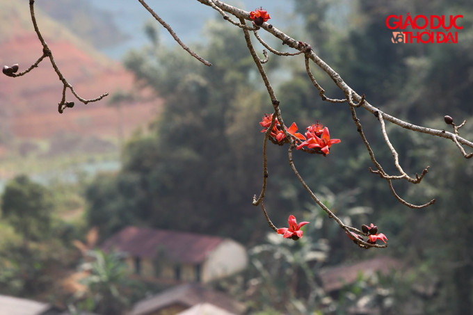 Nhìn từ xa, nhiều người ví hoa gạo đang độ nở rực kia như những đốm lửa hồng, khiến cả sườn đồi bừng sáng, mang lại không khí ấm áp trong tiết trời se lạnh.