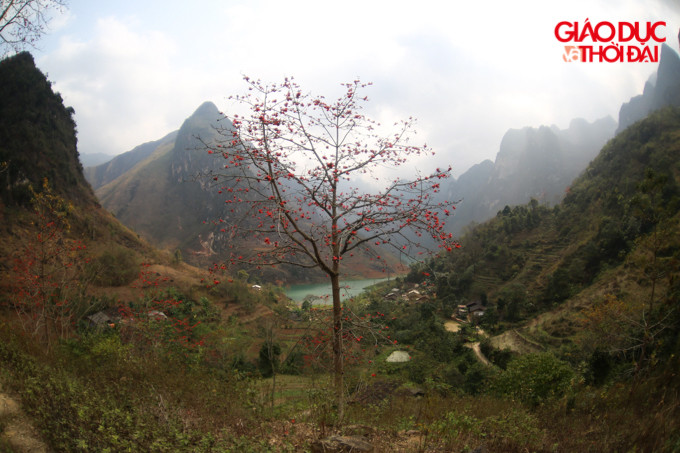 Vốn được mệnh danh là “dải lụa ngọc lục bảo”, dòng sông Nho Quế không chỉ sở hữu làn nước xanh biếc, mà càng trở nên thu hút hơn khi được điểm tô thêm sắc đỏ của hoa gạo mỗi độ tháng 3 về.