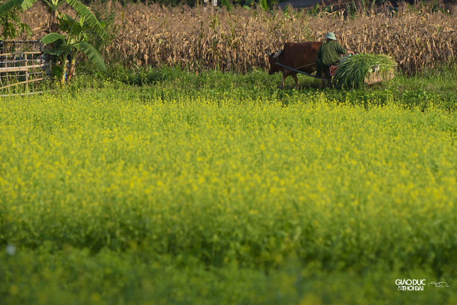 Loại để lấy hạt, phải chờ sau khoảng 3 tháng, cây ra hoa rồi ra hạt thì mới thu hoạch.