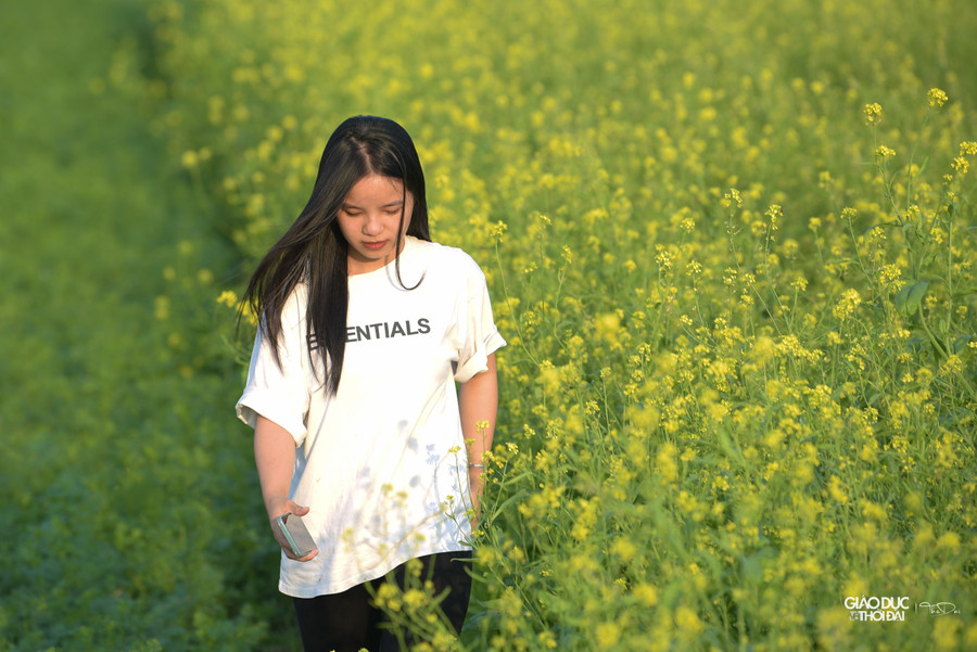 Những năm trước, cánh đồng hoa vải vàng nở rộ ở khu vực gần Học viện Nông Nghiệp Việt Nam thu hút rất đông các bạn trẻ đến tham quan, chụp ảnh. Nhưng những năm gần đây, những cánh đồng hoa cải vàng tại đó đã không còn.