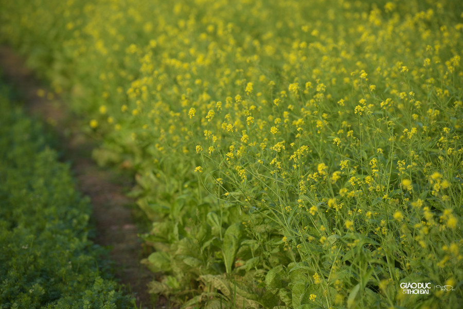Loại để lấy hạt, phải chờ sau khoảng 3 tháng, cây ra hoa rồi ra hạt thì mới thu hoạch.