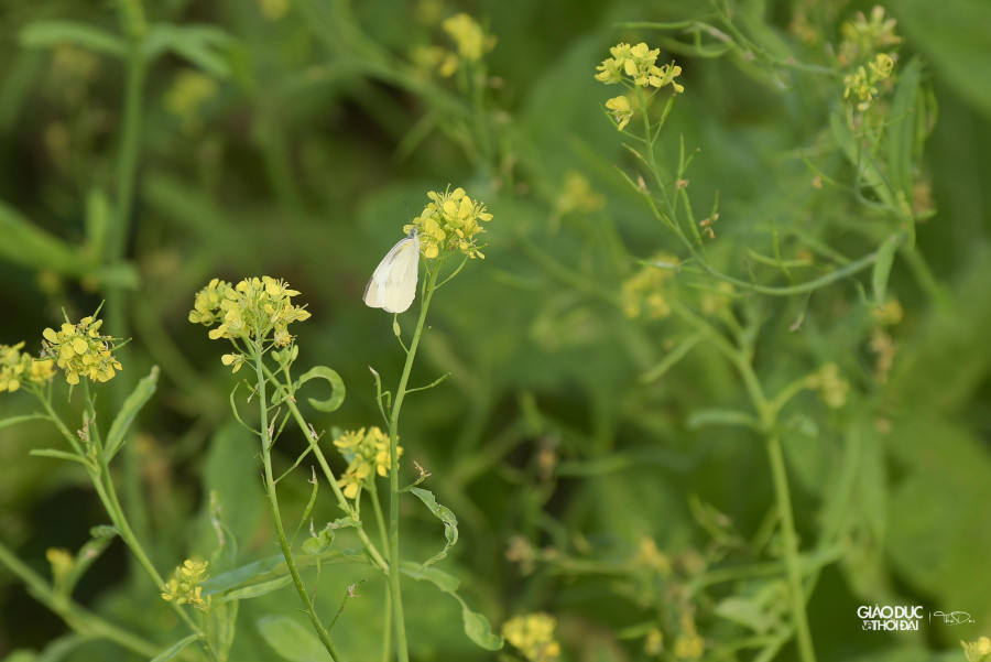 Cải hoa vàng chia làm 2 loại, một loại để ăn và một loại trồng để lấy hạt. Loại để ăn (chủ yếu là lấy lá) thì khoảng 20 ngày là thu hoạch được.
