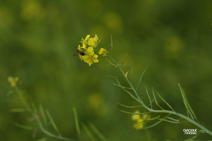 Cải hoa vàng chia làm 2 loại, một loại để ăn và một loại trồng để lấy hạt. Loại để ăn (chủ yếu là lấy lá) thì khoảng 20 ngày là thu hoạch được.