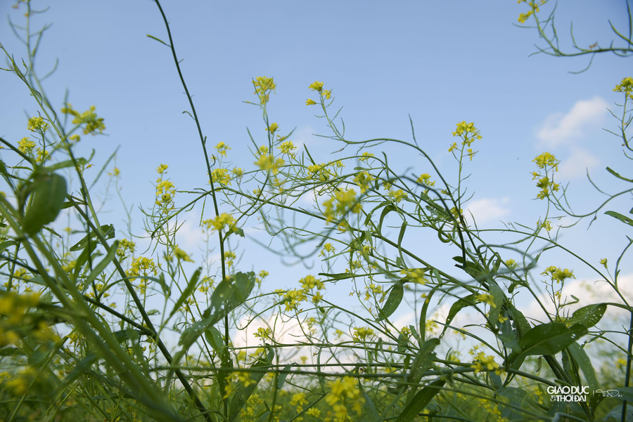 Loại để lấy hạt, phải chờ sau khoảng 3 tháng, cây ra hoa rồi ra hạt thì mới thu hoạch.