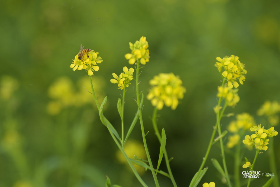 Cải hoa vàng chia làm 2 loại, một loại để ăn và một loại trồng để lấy hạt. Loại để ăn (chủ yếu là lấy lá) thì khoảng 20 ngày là thu hoạch được.