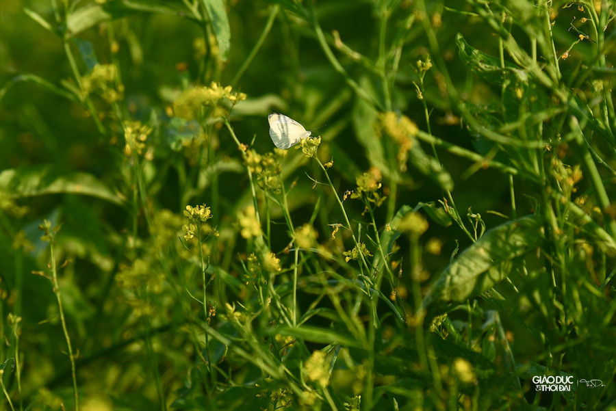 Hoa cải mang vẻ đẹp đậm nét thôn dã giữa chốn phồn hoa, chính điều đó đã thu hút khách tham quan, du lịch.